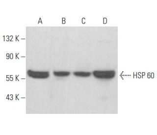 western blotting image from recommended HSP 60 (LK1) monoclonal antibody replacement. Image 353947
