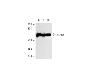 HSP 60 Antibody (H-1) - Western Blotting - Image 3325