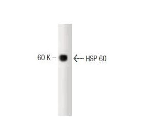 HSP 60 Antibody (24) - Western Blotting - Image 127482