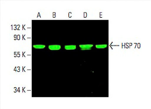 hsp-70-antibody-3a3-western-