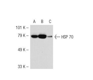 HSP70 Antibody (4E7) - Western Blotting - Image 38242 