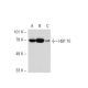 HSP70 Antibody (4E7) - Western Blotting - Image 38242 