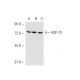 HSP70 Antibody (4E7) - Western Blotting - Image 54389 