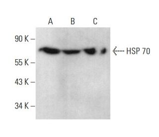 HSP70 Antibody (4G4) - Western Blotting - Image 377691 