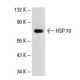 HSP 70 Antibody (6D444) - Western Blotting - Image 17804