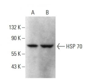 HSP 70 Antibody (6D444) - Western Blotting - Image 377692 