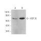 HSP 70 Antibody (6D444) - Western Blotting - Image 379606 