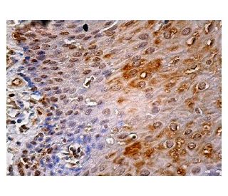 HSP70 Antibody (F-3) - Immunohistochemistry - Image 159242 