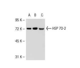 HSP70 Antibody (N27F3-4) - Western Blotting - Image 54391 
