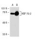 HSP 70 (C92F3A-5): sc-66048. Western blot analysis of HSP 70...