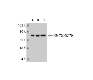 HSC70/HSP70 Antibody (5A5) - Western Blotting - Image 31406 