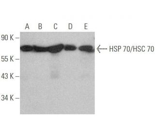 HSC70/HSP70 Antibody (G-1) - Western Blotting - Image 349990 