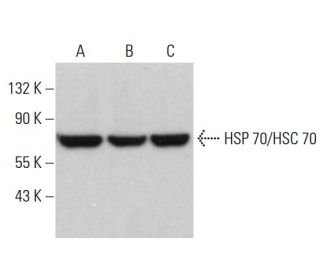 HSC70/HSP70 Antibody (H-2) - Western Blotting - Image 380582 
