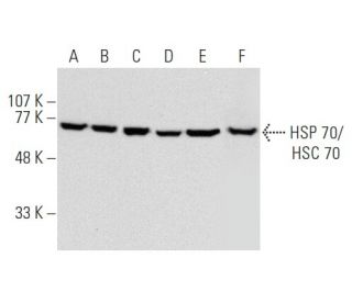 western blotting image from recommended HSC70/HSP70 (W27) monoclonal antibody replacement. Image 356967