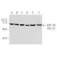 western blotting image from recommended HSC70/HSP70 (W27) monoclonal antibody replacement. Image 356967