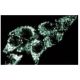 HSP 75 Antibody (42) - Immunofluorescence - Image 60614 