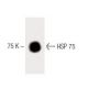 HSP 75 Antibody (42) - Western Blotting - Image 60322