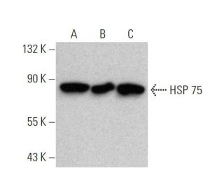 HSP 75 Antibody (F-7) - Western Blotting - Image 358655 