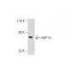 HSP 75 Antibody (TR-1A) - Western Blotting - Image 126585 