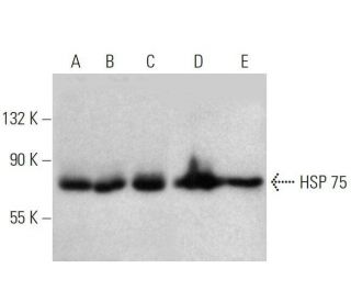 HSP 75 Antibody (TR-1A) - Western Blotting - Image 358654 