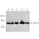 HSP 75 Antibody (TR-1A) - Western Blotting - Image 358654 