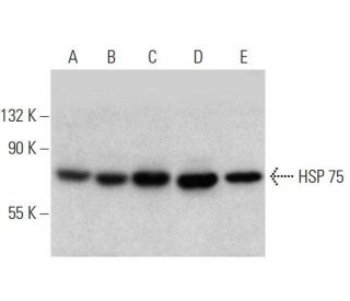 HSP 75 Antibody (TR1) - Western Blotting - Image 358653 