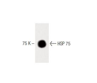 HSP 75 Antibody (42) - Western Blotting - Image 60322