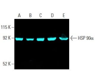 HSP 90α Antibody (F-2) - Western Blotting - Image 397452