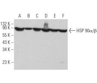 HSP90 alpha/beta Antibody (F-8) - Western Blotting - Image 373069