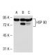 HSP90 Antibody (4F10) - Western Blotting - Image 54296 