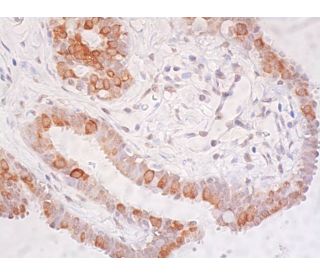 HSP 90α Antibody (F-2) | SCBT - Santa Cruz Biotechnology