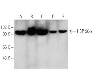 HSP 90&alpha; Antibody (F-2) - Western Blotting - Image 344052 