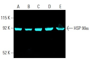 HSP 90α Antibody (F-2) | SCBT - Santa Cruz Biotechnology