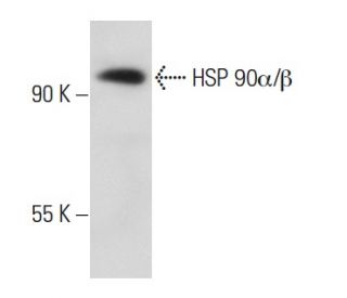 HSP90 alpha/beta Antibody (AC88) - Western Blotting - Image 31414