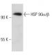 HSP90 alpha/beta Antibody (AC88) - Western Blotting - Image 31414