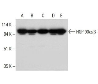 western blotting image from recommended HSP90 alpha/beta (F-8) monoclonal antibody replacement. Image 325236