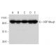 western blotting image from recommended HSP90 alpha/beta (F-8) monoclonal antibody replacement. Image 325236