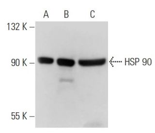 HSP90 alpha/beta Antibody (S88) - Western Blotting - Image 31415