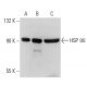 HSP90 alpha/beta Antibody (S88) - Western Blotting - Image 31415