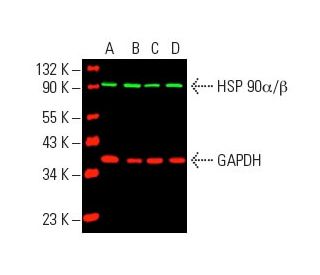 HSP90 alpha/beta Antibody (F-8) - Western Blotting - Image 388927