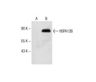 HSPA12B Antibody (A-12) - Western Blotting - Image 151730