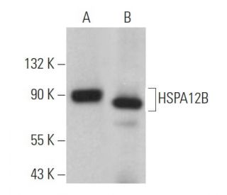 HSPA12B Antibody (C-4) - Western Blotting - Image 366708 