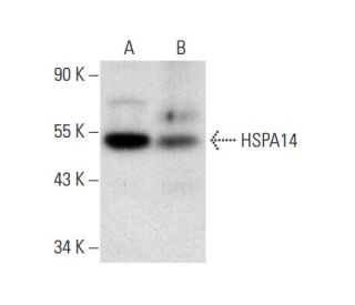 HSPA14 Antibody (G-9) - Western Blotting - Image 301533 