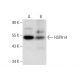 HSPA14 Antibody (G-9) - Western Blotting - Image 301533 
