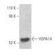HSPA14 Antibody (G-9) - Western Blotting - Image 400998
