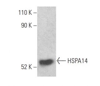 HSPA14 Antibody (G-9) - Western Blotting - Image 400998