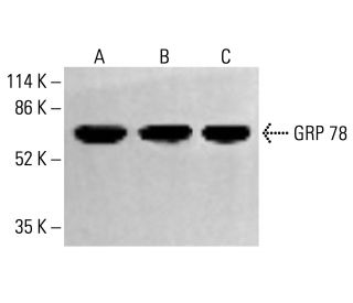 HSPA5/BiP/GRP78 Antibody (76-E6) - Western Blotting - Image 412292