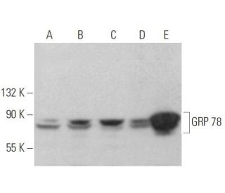 HSPA5/BiP/GRP78 Antibody (76-E6) - Western Blotting - Image 352723