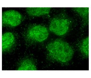 HSPA6 Antibody (G-9) - Immunofluorescence - Image 150819 