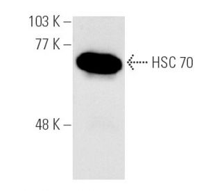 HSPA8/HSC70 Antibody (B-6) - Western Blotting - Image 3337